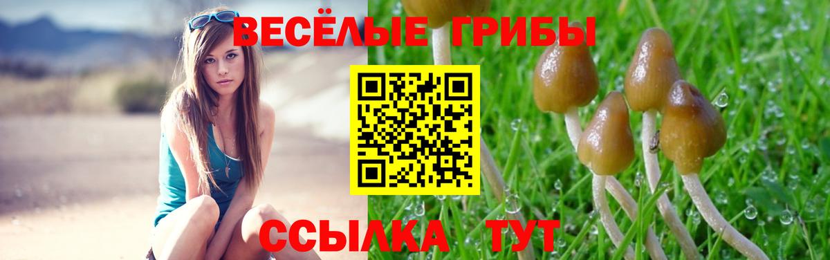 Тара  Псилоцибиновые грибы прущие грибы  Вход с VPN 